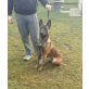 Camerun, Malinois - Rüde