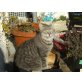Camilla, EKH - Katze