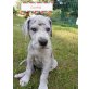 Camilla von Altpreussen, Deutsche Dogge - Hündin