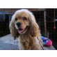 Camillo, Amerikanischer Cocker Spaniel - Rüde