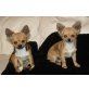 Camillo u. Cyrano, Chihuahua langhaariger Schlag - Rüde