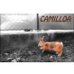Camilloa, Zwergkaninchen - weiblich