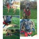 Camino, Doggen-Schäferhund-Mix - Rüde