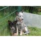 Camira, Australian Cattle Dog - Hündin
