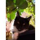 Campari, Maine Coon - Kater