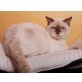 Campino vom Mühleneck, Britisch Kurzhaarkatze - Kater
