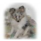 Can u. Candy, Sheltie Welpen - Hündin