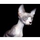 Canadian Sphynx Alina, Sphynx - Katze