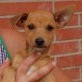 Cancan, Pinscher - Jack Russell Mix - Rüde