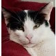 Cancodrilo, lieber Schmuser - Kater