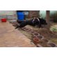 Candela aus Birstein im Vogelsberg, Labrador / belgischer Schäferhund - Hündin