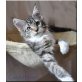 Candid Heart, Maine Coon - Katze