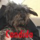 Candida, Affenpinscher-Yorkie-Mix - Hündin
