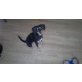 Candy, Beagle ??????? - Hündin