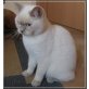 Candy, Britisch Kurzhaarkatze - Katze