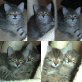 Candy+Daisy, EKH - Katze