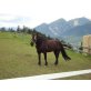Candy, Noriker - Stute