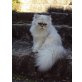Candy, Perser - Katze