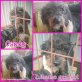 Candy, Puli-Mix - Hündin