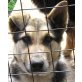 Candy, Schäferhund-Mischling - Hündin