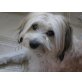 Candy, Tibet-Terrier-Mischling - Hündin
