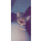 Candy, Tiegerkatze - Katze