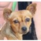 Candy, Zwergpinscher - Hündin