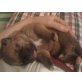 Cane Corso Am.Bulldog Ridgebag Welpen - Hündin