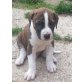 Cane-Corso & Bordeauxdogge Welpen - Rüde