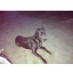Cane Corso - Hündin
