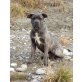 Cane Corso - Rüde