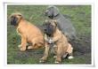 Cane Corso - Rüde