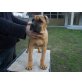 Cane Corso - Rüde