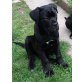Cane Corso - Rüde