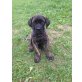 Cane Corso - Rüde