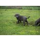Cane Corso - Rüde