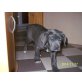 Cane Corso - Rüde