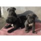 Cane Corso - Rüde