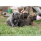 Cane Corso Welpen, Cane Corso - Hündin