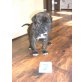 Cane Corso Welpen - Hündin