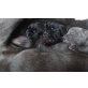 Cane Corso Welpen - Rüde
