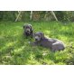 Cane Corso Welpen - Rüde