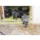Cane Corso Welpen - Rüde