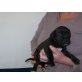 Cane Corso Welpen - Rüde