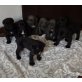 Cane Corso Welpen - Rüde