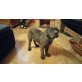 Cane Corso Welpen - Rüde