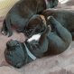 Cane Corso Welpen - Rüde