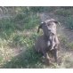 Cane Corso Welpen - Rüde
