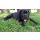 Cane Corso Welpen - Rüde