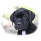 Cane Corso Welpen - Rüde
